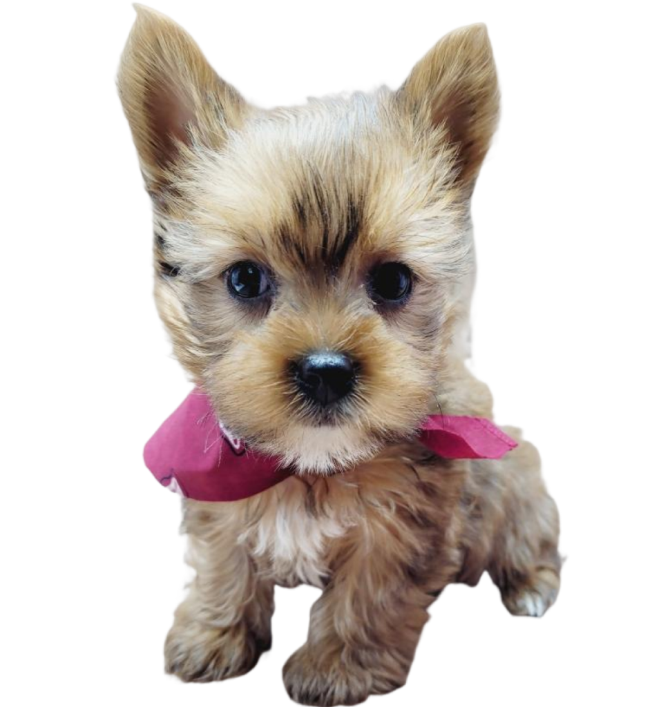 Dream Yorkie