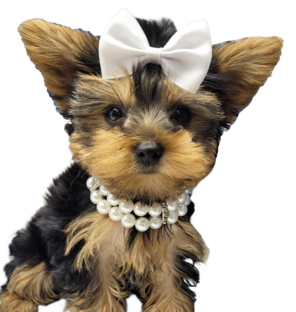 Yorkie Puppies for sale in New York