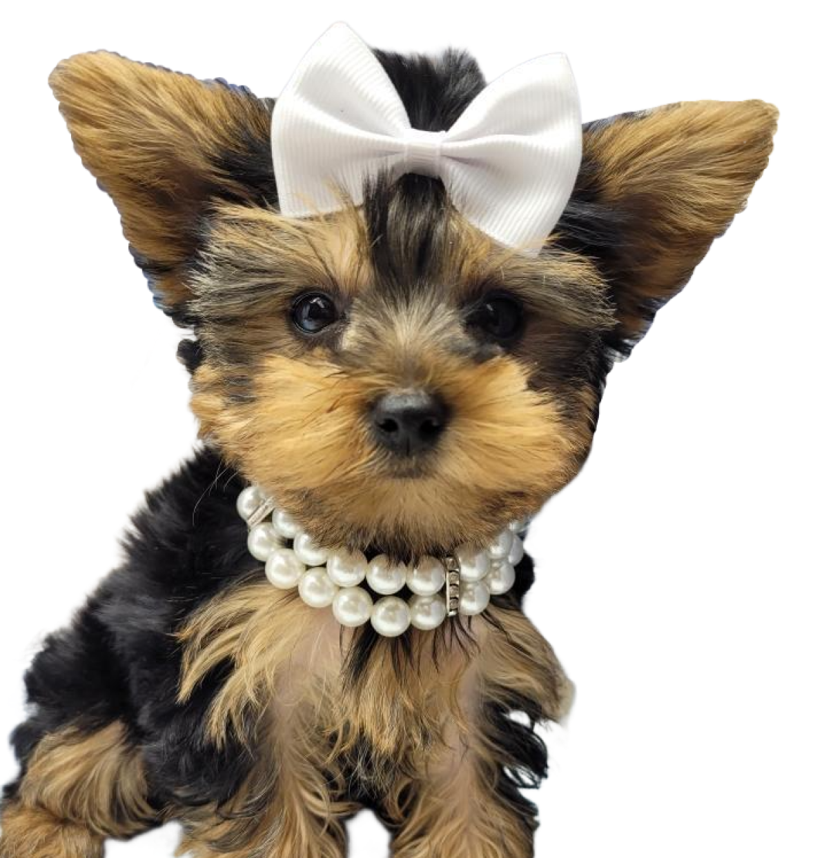 Yorkie Puppies for sale in New York