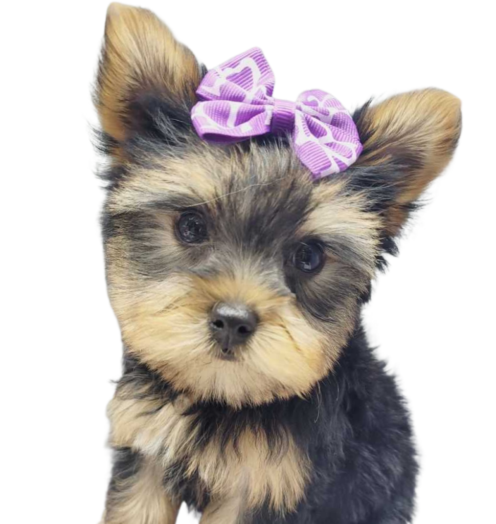 Yorkie Puppies for Sale