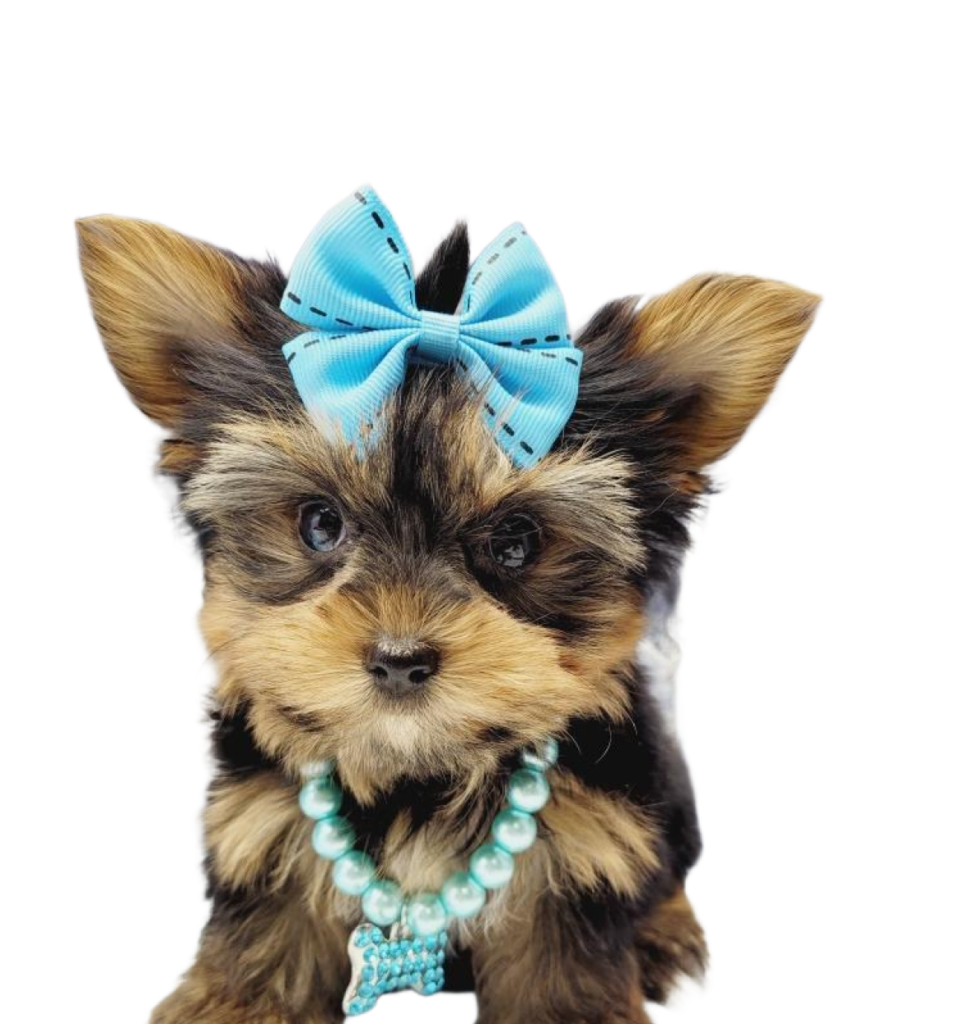 Yorkie Perfect Companion