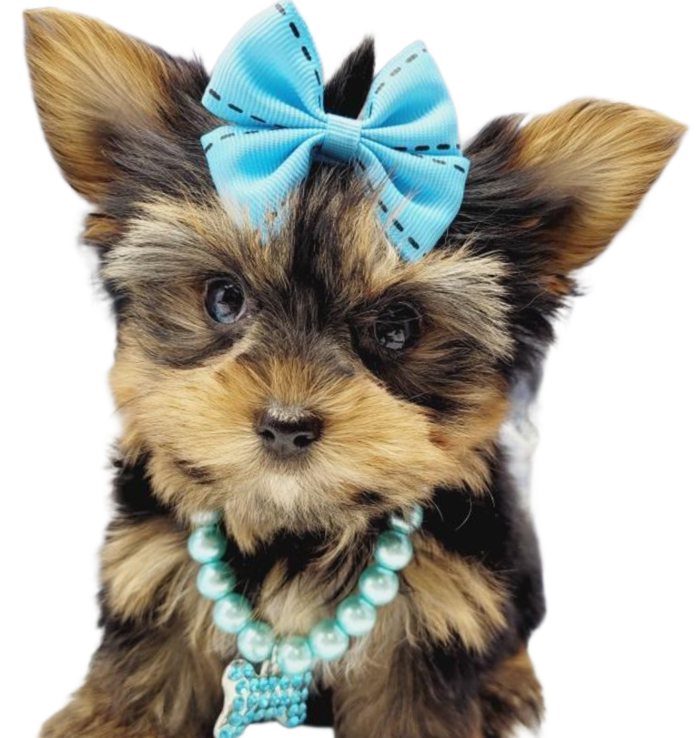 Bundle of Joy: Yorkie Puppies for Your Loving Home
