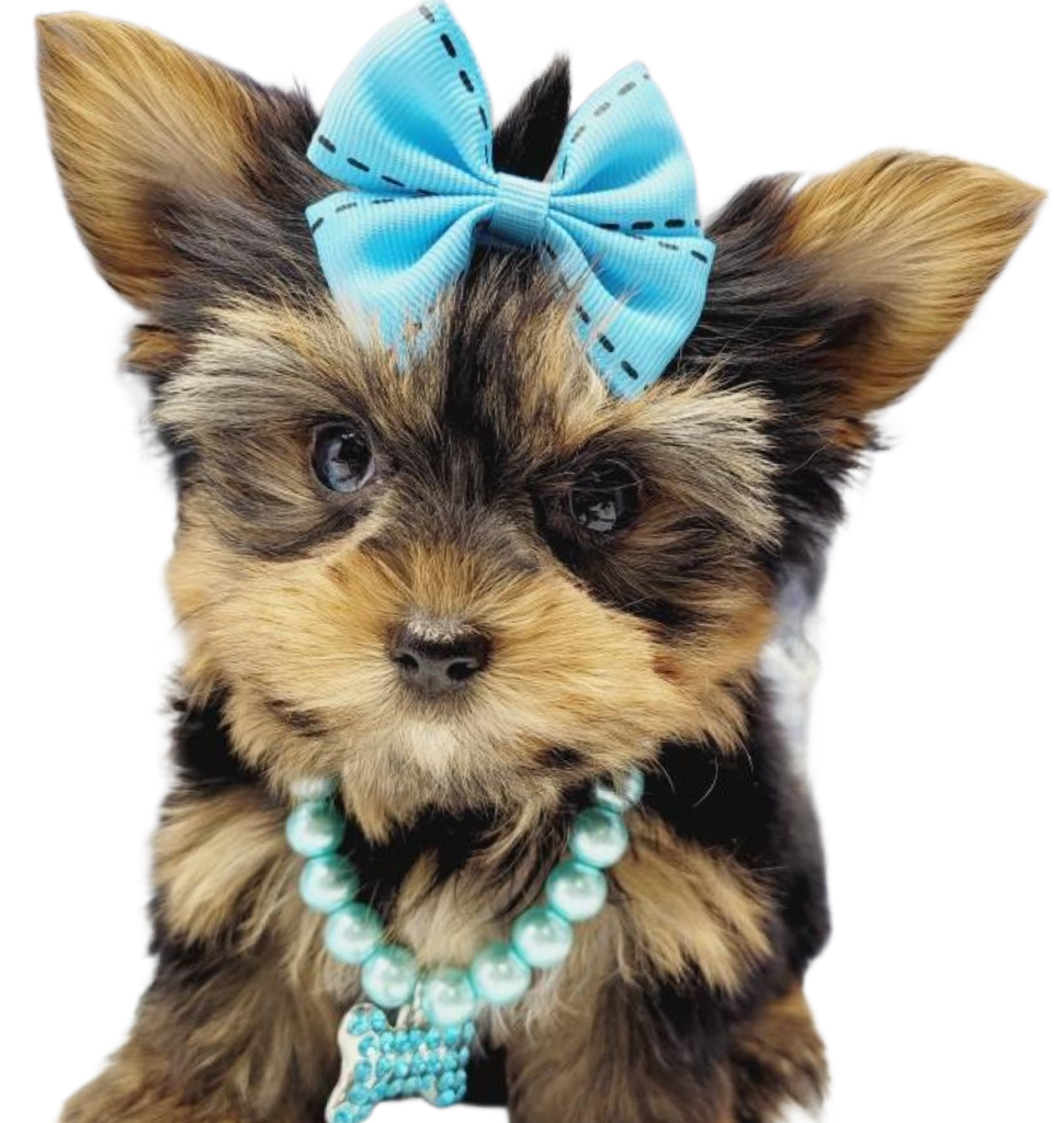 Bundle of Joy: Yorkie Puppies for Your Loving Home