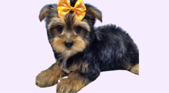 Yorkie Puppies for sale in Long Island