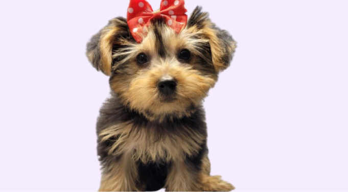 Yorkie puppies for sale in Florida