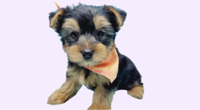 yorkie puppies for sale in conneticut