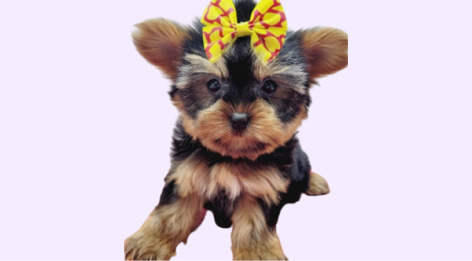 yorkie puppies for sale connecticut