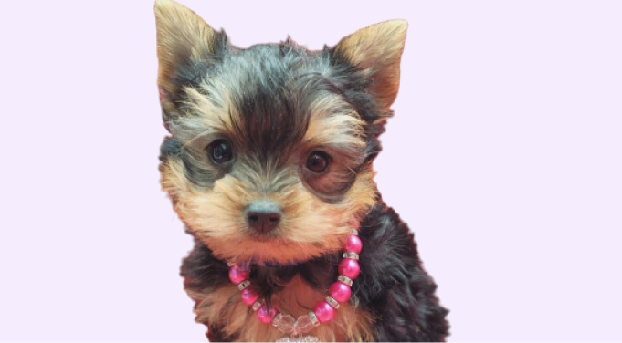 yorkie puppies for sale brooklyn