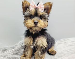 Micro Yorkies