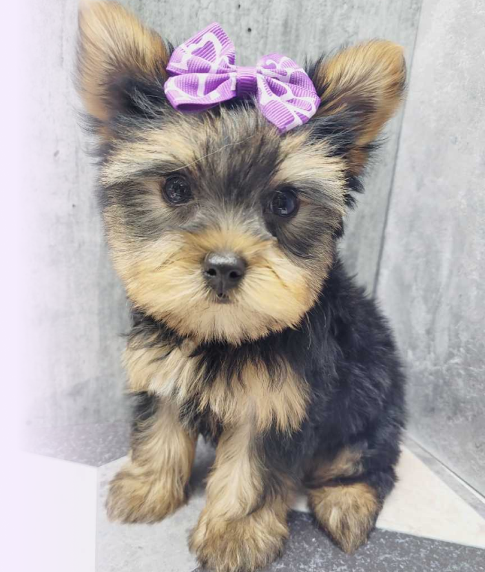 Yorkie Puppies for sale in NY