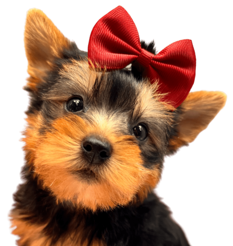 Yorkie Puppies