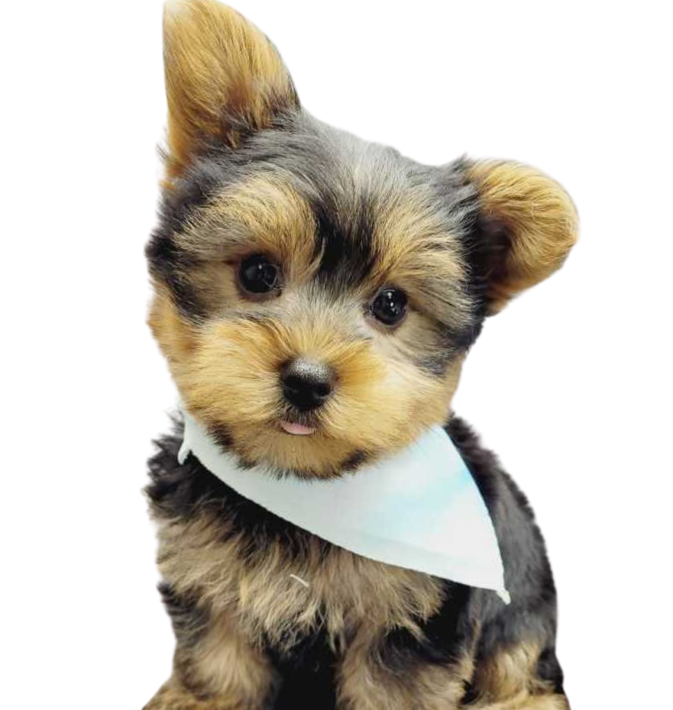 Yorkie Puppies for Sale in Queens, New York​