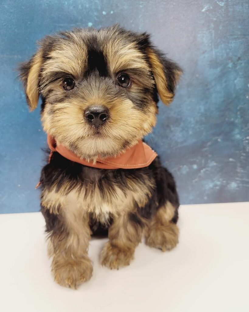 Delightful Teacup Yorkie Puppies