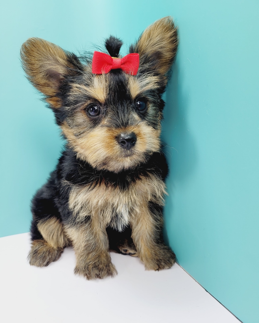 Adorable Teacup Yorkie NYC