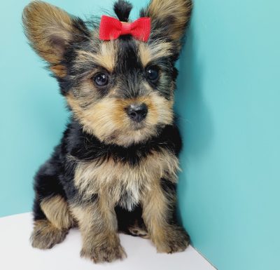 Adorable Teacup Yorkie NYC