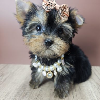 yorkie breeders maryland